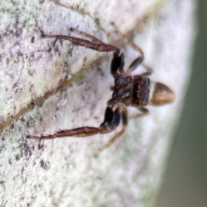 Opisthoncus nigrofemoratus at Canberra, ACT - 17 Aug 2023