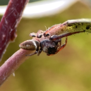 Opisthoncus nigrofemoratus at Canberra, ACT - 17 Aug 2023