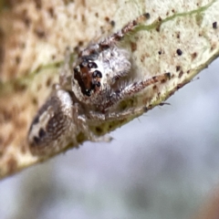 Opisthoncus sexmaculatus (Six-marked jumping spider) at City Renewal Authority Area - 17 Aug 2023 by Hejor1