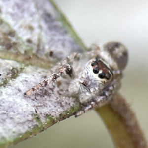 Opisthoncus sexmaculatus at Canberra, ACT - 17 Aug 2023 12:59 PM