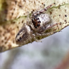 Opisthoncus sexmaculatus at Canberra, ACT - 17 Aug 2023 12:59 PM