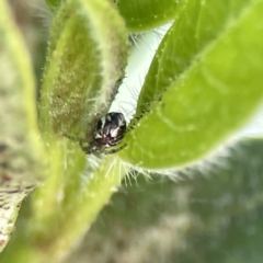 Unidentified Other web-building spider at Canberra, ACT - 17 Aug 2023 by Hejor1