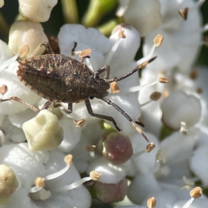 Omyta centrolineata at Canberra, ACT - 17 Aug 2023