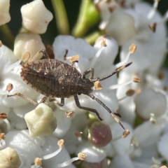 Omyta centrolineata at Canberra, ACT - 17 Aug 2023