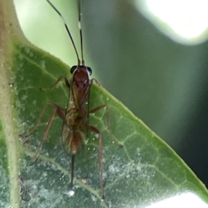 Ichneumonidae (family) at Canberra, ACT - 17 Aug 2023 01:09 PM