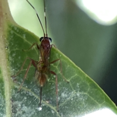 Ichneumonidae (family) (Unidentified ichneumon wasp) at Canberra, ACT - 17 Aug 2023 by Hejor1