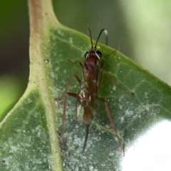 Ichneumonidae (family) at Canberra, ACT - 17 Aug 2023