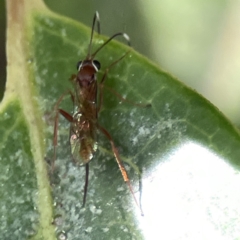 Ichneumonidae (family) at Canberra, ACT - 17 Aug 2023 01:09 PM