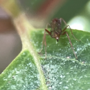 Ichneumonidae (family) at Canberra, ACT - 17 Aug 2023