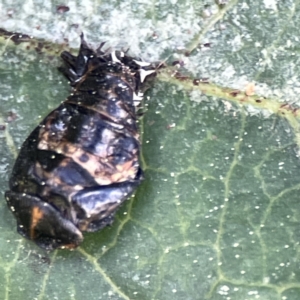 Coccinellidae (family) at Canberra, ACT - 17 Aug 2023 01:10 PM