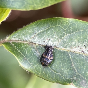 Coccinellidae (family) at Canberra, ACT - 17 Aug 2023 01:10 PM