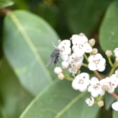 Calliphora vicina (European bluebottle) at City Renewal Authority Area - 17 Aug 2023 by Hejor1