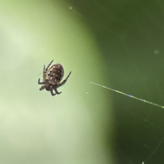 Plebs eburnus (Eastern bush orb-weaver) at Canberra, ACT - 17 Aug 2023 by Hejor1