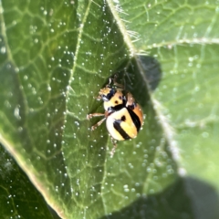 Micraspis frenata (Striped Ladybird) at City Renewal Authority Area - 17 Aug 2023 by Hejor1