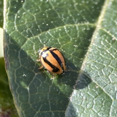 Micraspis frenata at Canberra, ACT - 17 Aug 2023 01:15 PM