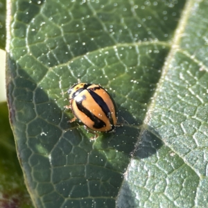 Micraspis frenata at Canberra, ACT - 17 Aug 2023 01:15 PM