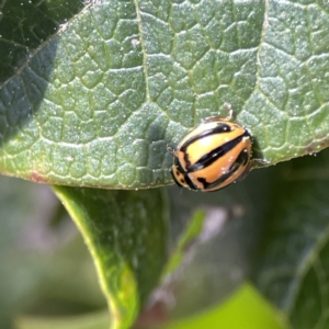 Micraspis frenata at Canberra, ACT - 17 Aug 2023 01:15 PM