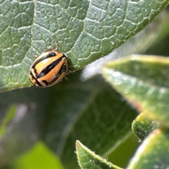 Micraspis frenata at Canberra, ACT - 17 Aug 2023 01:15 PM