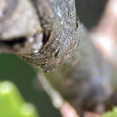 Dolophones sp. (genus) (Wrap-around spider) at City Renewal Authority Area - 17 Aug 2023 by Hejor1