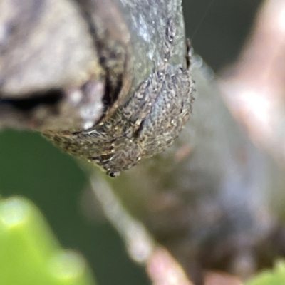 Dolophones sp. (genus) (Wrap-around spider) at City Renewal Authority Area - 17 Aug 2023 by Hejor1