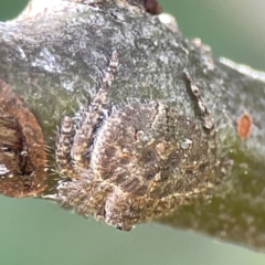 Dolophones sp. (genus) at Canberra, ACT - 17 Aug 2023 01:17 PM