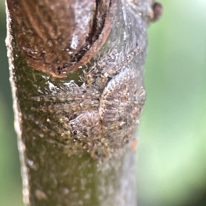 Dolophones sp. (genus) at Canberra, ACT - 17 Aug 2023