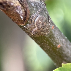 Dolophones sp. (genus) at Canberra, ACT - 17 Aug 2023