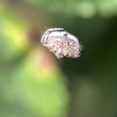 Dolophones sp. (genus) at Canberra, ACT - 17 Aug 2023 01:17 PM