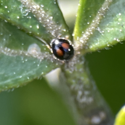 Diomus notescens (Little two-spotted ladybird) at Canberra, ACT - 17 Aug 2023 by Hejor1