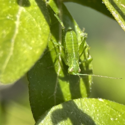 Caedicia simplex (Common Garden Katydid) at City Renewal Authority Area - 17 Aug 2023 by Hejor1