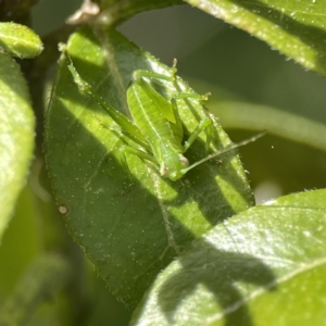 Caedicia simplex at Canberra, ACT - 17 Aug 2023 01:22 PM