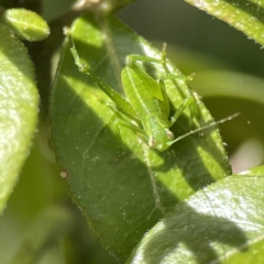 Caedicia simplex at Canberra, ACT - 17 Aug 2023