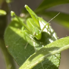 Caedicia simplex at Canberra, ACT - 17 Aug 2023 01:22 PM