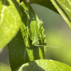 Caedicia simplex at Canberra, ACT - 17 Aug 2023