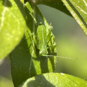 Caedicia simplex at Canberra, ACT - 17 Aug 2023 01:22 PM