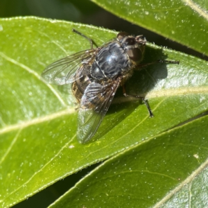 Calliphora stygia at Canberra, ACT - 17 Aug 2023