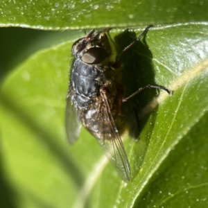 Calliphora stygia at Canberra, ACT - 17 Aug 2023