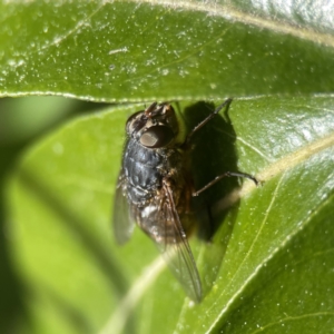 Calliphora stygia at Canberra, ACT - 17 Aug 2023