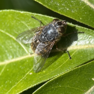 Calliphora stygia at Canberra, ACT - 17 Aug 2023