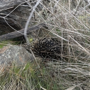 Tachyglossus aculeatus at Majura, ACT - 11 Aug 2023 05:01 PM