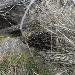 Tachyglossus aculeatus (Short-beaked Echidna) at Majura, ACT - 11 Aug 2023 by Flyckle