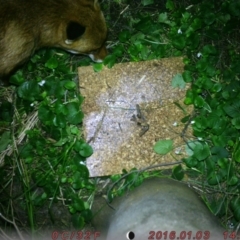 Vulpes vulpes (Red Fox) at Australian National University - 6 Aug 2023 by LachlanUNIacc