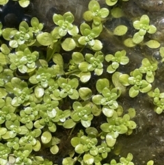 Callitriche umbonata at Cavan, NSW - suppressed