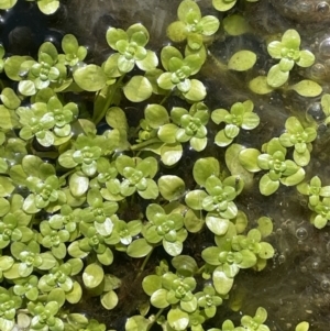 Callitriche umbonata at Cavan, NSW - suppressed