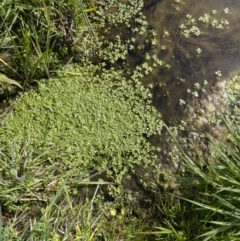 Callitriche umbonata at Cavan, NSW - suppressed