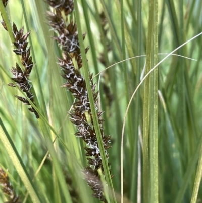 Carex appressa (Tall Sedge) at Cavan, NSW - 17 Aug 2023 by JaneR