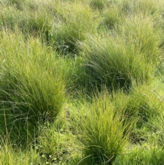 Carex appressa at Cavan, NSW - 17 Aug 2023