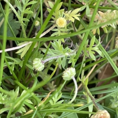 Cotula australis (Common Cotula, Carrot Weed) at Cavan, NSW - 17 Aug 2023 by JaneR