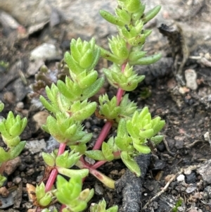 Crassula sieberiana at Cavan, NSW - 17 Aug 2023 02:43 PM