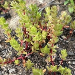 Crassula sieberiana at Cavan, NSW - 17 Aug 2023 02:43 PM